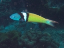 gal/Bonaire 2006/_thb_TerminalBlueheadWrasseCropped5x3.jpg